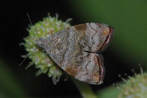 Choreutis aegyptiaca