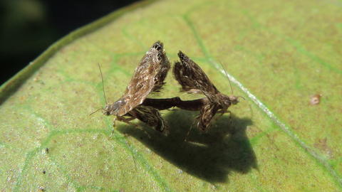 Brenthia sp. in copula (photo taken by John Tann on October 21, 2012 in Grande Baie, Riviere du Rempart, Mauritius)